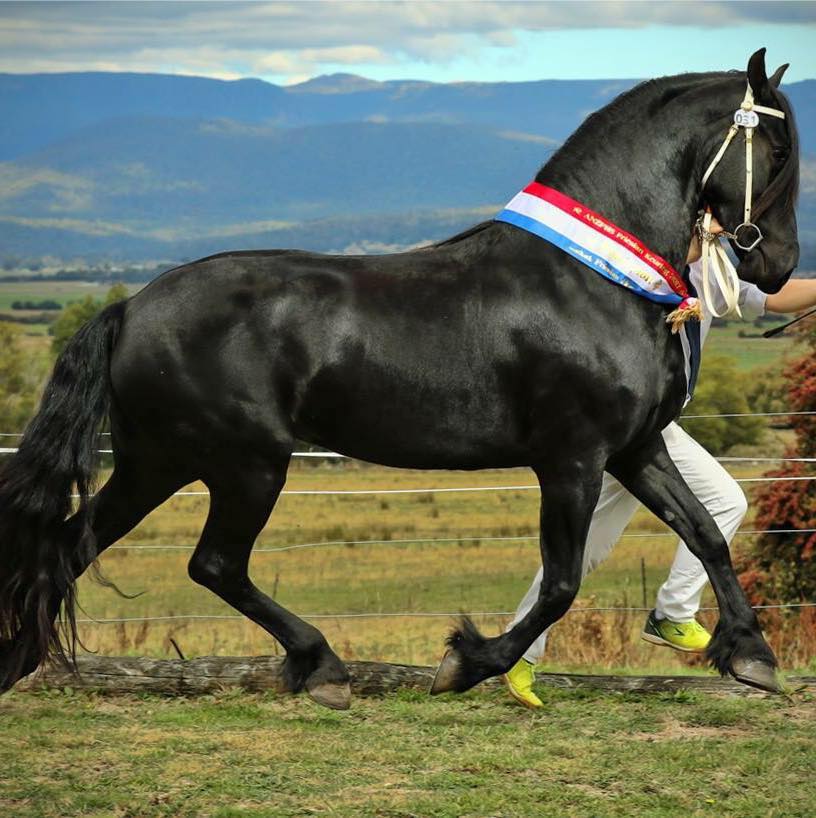 Modelmerrie Impreza van de Hondshoeve (foto: Nadeen Davis)